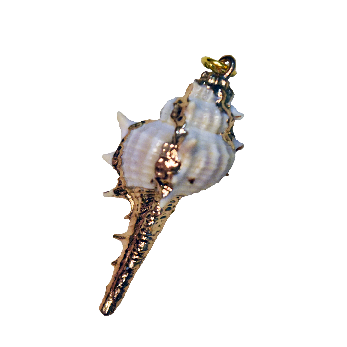 Conch Shell Charm 18~63x13~28x12~23mm